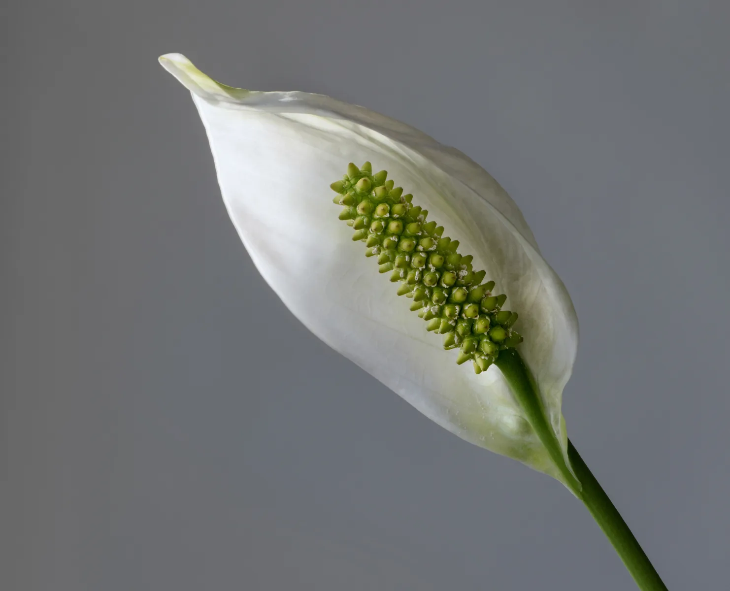 Witte bloem van een lepelplant (spathiphyllum)